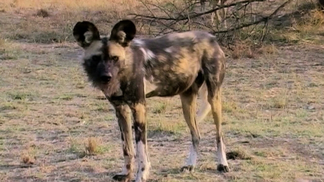 The Painted Dog