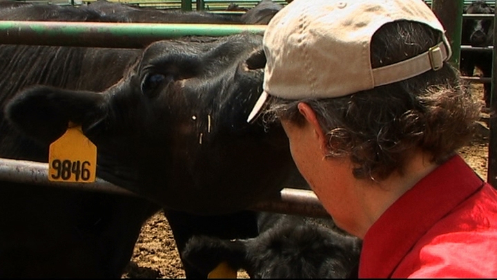 The Cow Whisperer