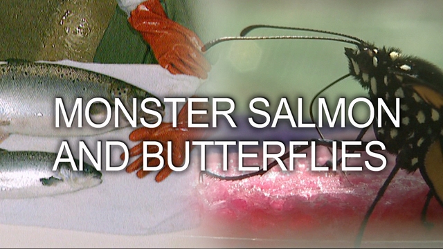 Monster Salmon and Butterflies