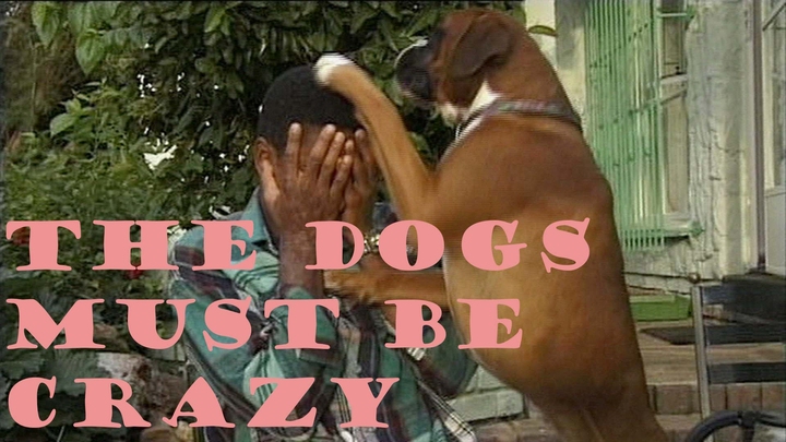 The Dogs Must Be Crazy