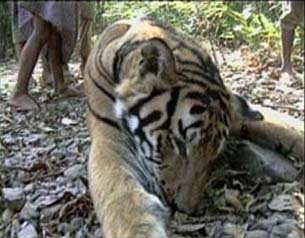 Tiger Kill - Burma