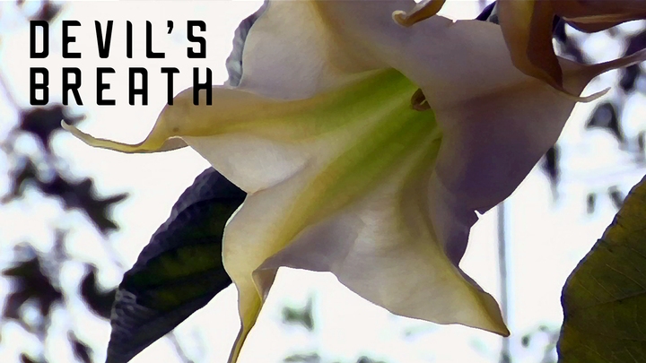Devils Breath