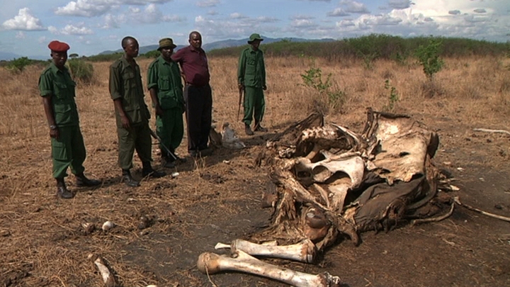 Where have all the Elephants Gone?