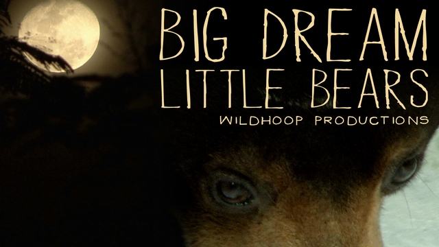 Big Dream Little Bears