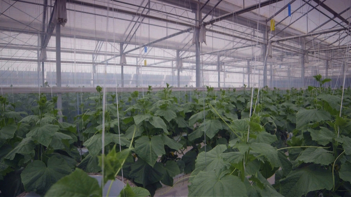 Turning the Desert Green