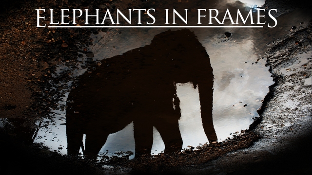 Elephants in Frames