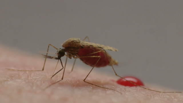 Living With Malaria
