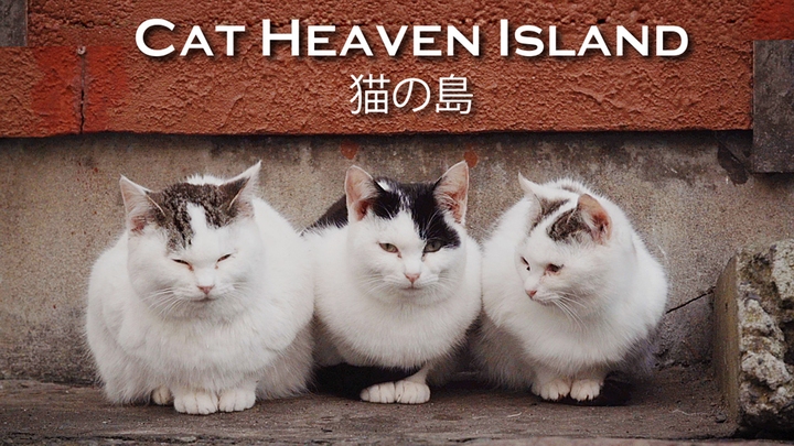 Cat Heaven Island