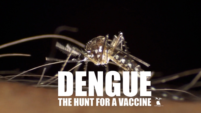 Dengue: The Hunt for a Vaccine