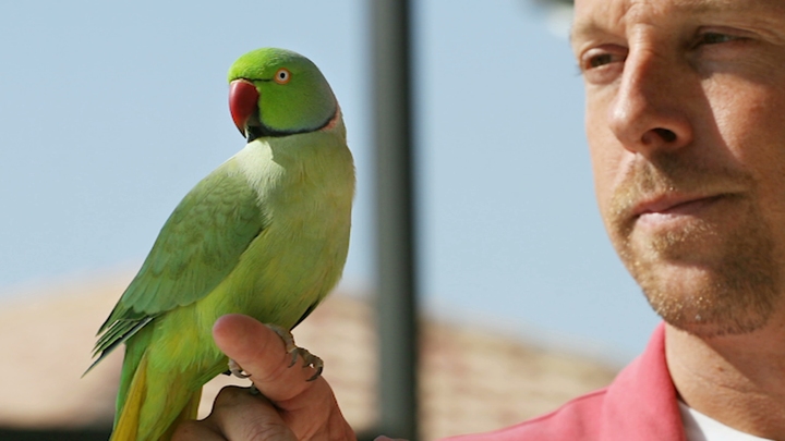 Parakeets Invade Hawaii