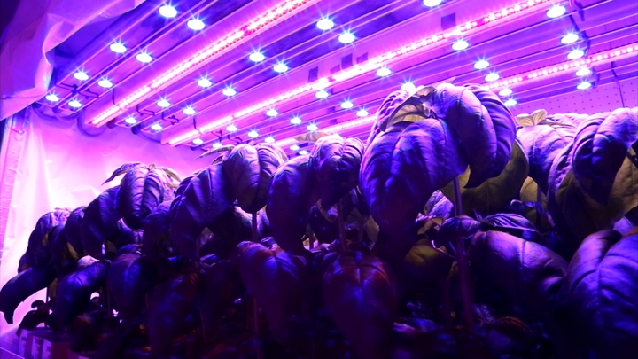 The Indoor Farming Revolution