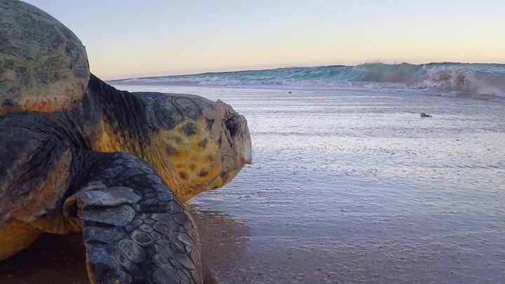 The Mystery of Gnaraloo Sea Turtles