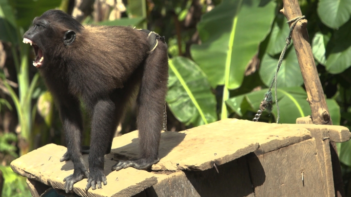 Sulawesi's Extinction Business