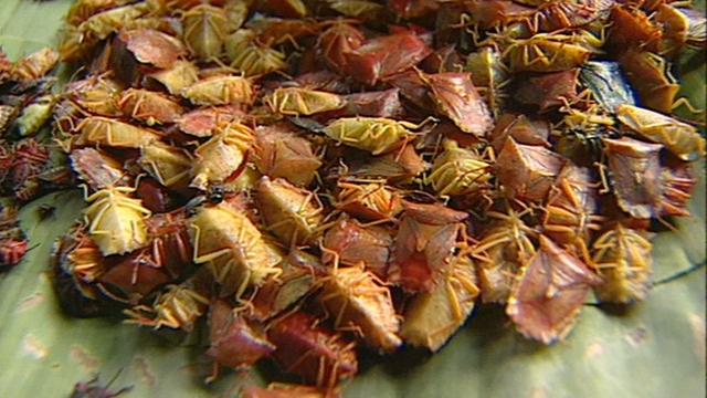 Stir-Fried Stinkbugs
