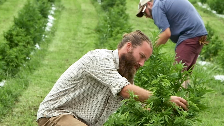 America's New Cash Crop