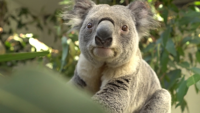 Koala Genome Bank