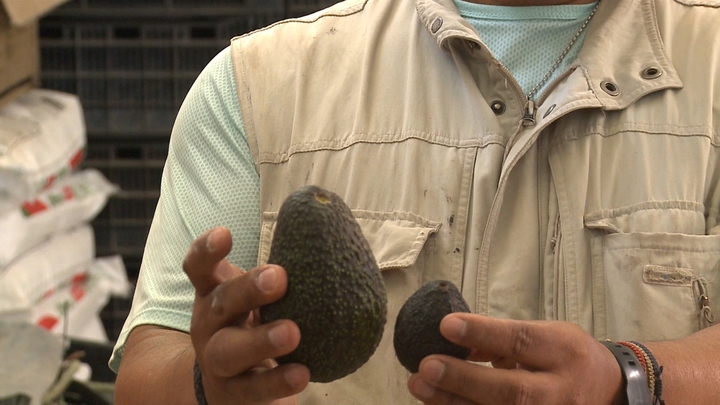 Avocado - Too Much Passion for a Fruit