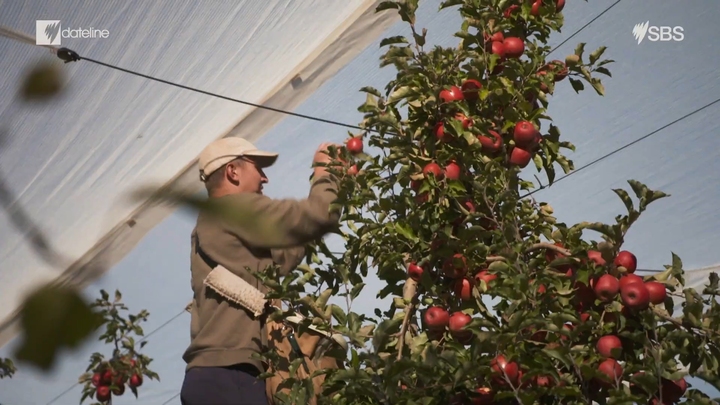 Pandemic Farming: Apples and Oranges