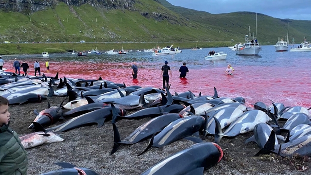 Faroe Slaughter