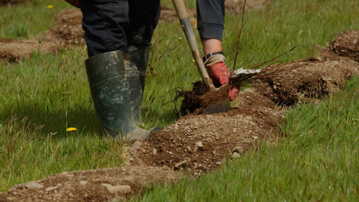 Carbon Capture Forests
