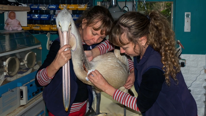 Birds of a Feather Birds of a Feather