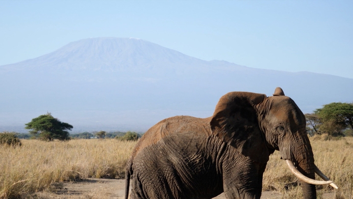 Of Elephants and Men