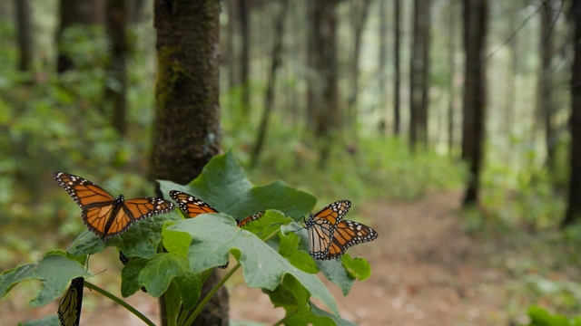 Butterflies vs. Cartels