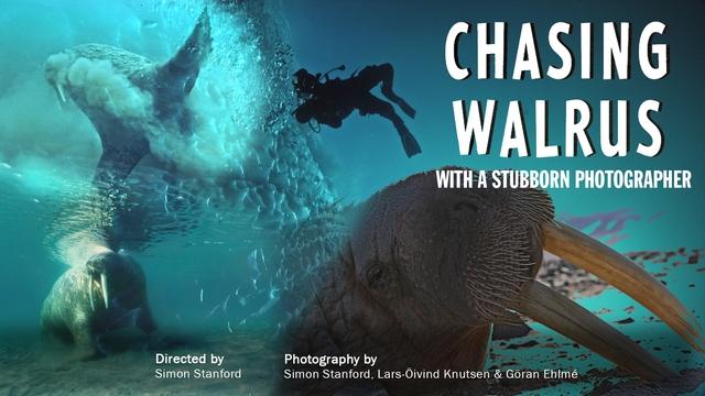 Chasing Walrus (With A Stubborn Photographer)