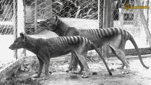 Resurrecting Australia's Extinct Tasmanian Tiger