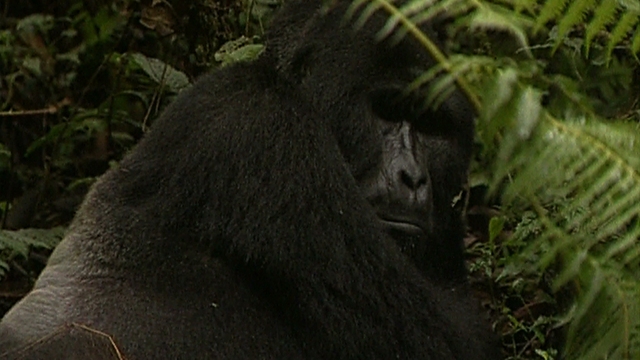 Gorillas among Guerrillas