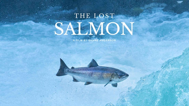 The Lost Salmon