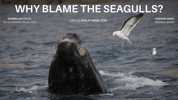 Why Blame The Seagulls Why Blame The Seagulls