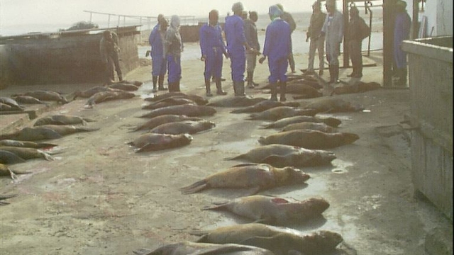Cape Seals Slaughter
