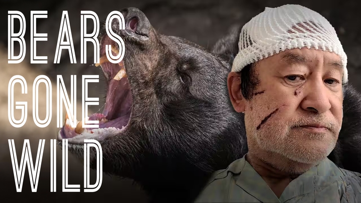 Bears Gone Wild Bears Gone Wild