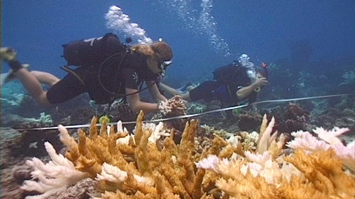 Coral Bleaching
